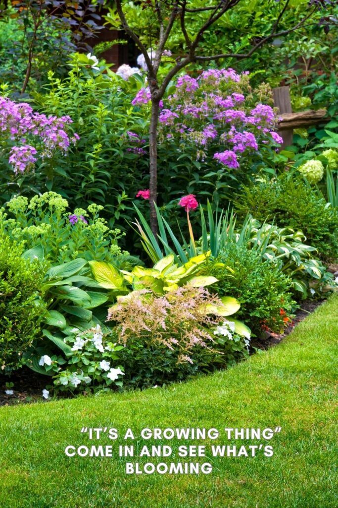Many plant to see Flower and garden trees