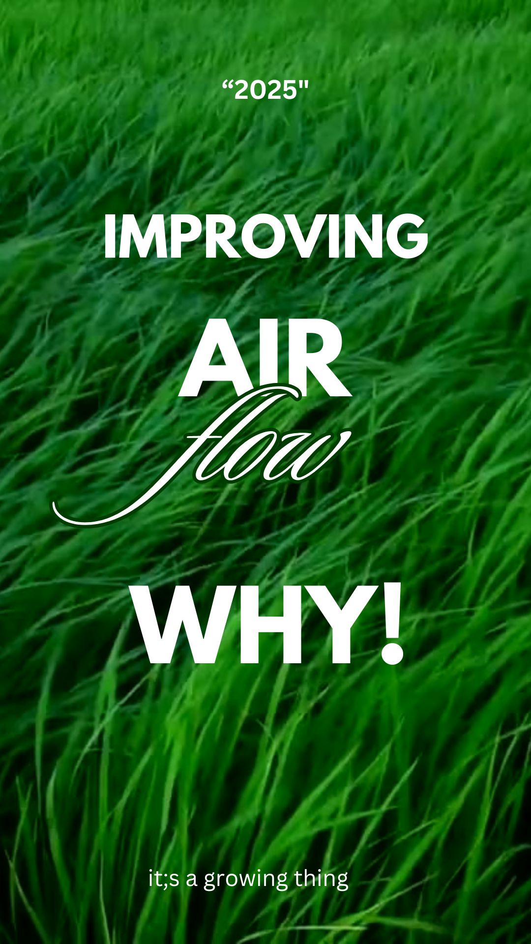 How wind is used to help keep disease off plant. It' a field of grass growing and the stems are blowing in the wind.