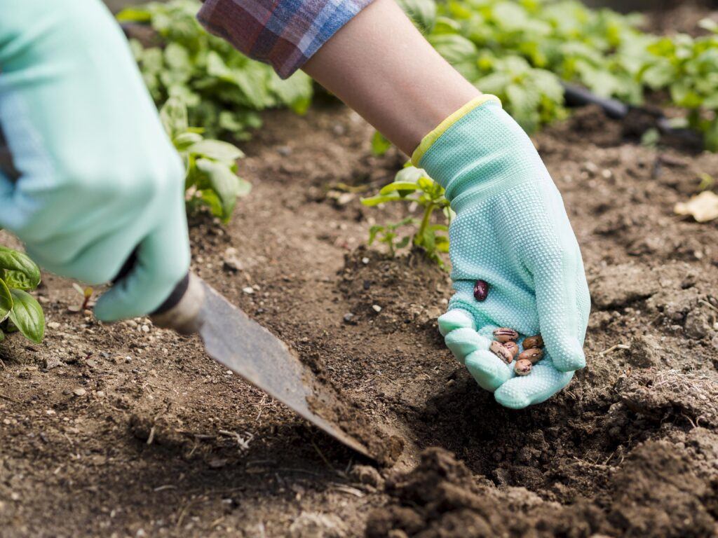 Woman Planting Seeds into the ground