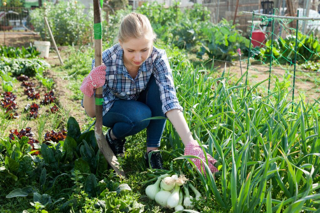 Woman Farmer in Garden with, Onions, Harvest.