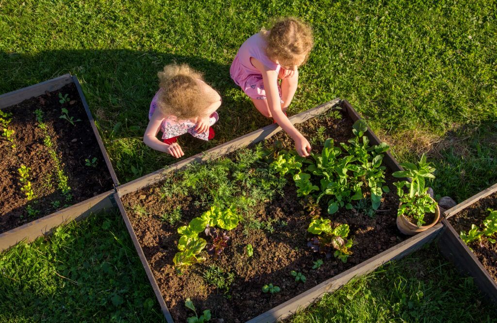 Children,At,Community,Garden,Picking,Lettuce,For,Eating.,Boxes,Filled-01